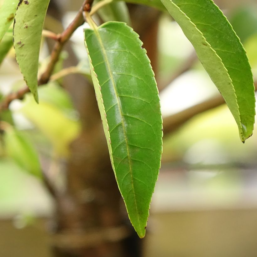 Prunus lusitanica Myrtifolia - Portugese laurier (Blad)
