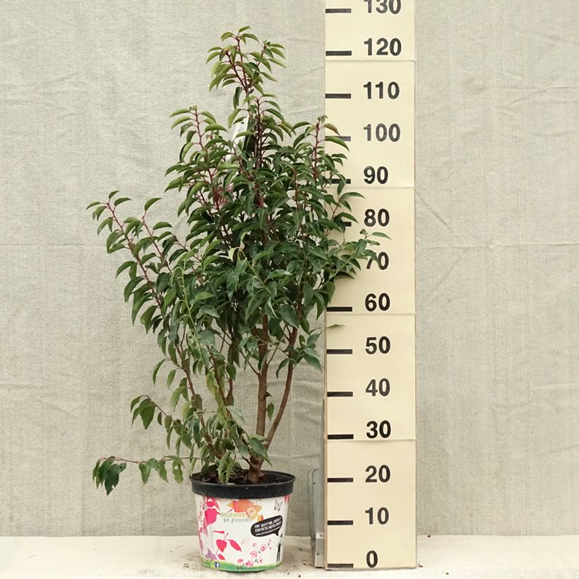 Exemplaar van Prunus lusitanica Myrtifolia - Portugese laurier Pot van 6 l/7 l zoals geleverd in de lente