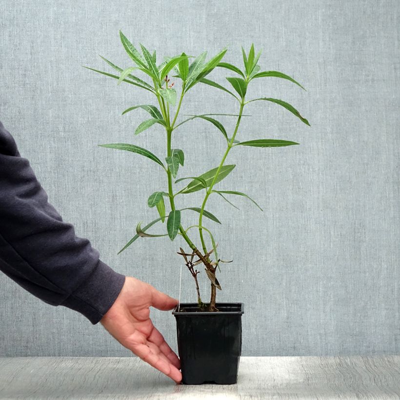 Exemplaar van Nerium oleander Caro - Rozenlaurier Pot van 10 cm/11 cm zoals geleverd in de zomer