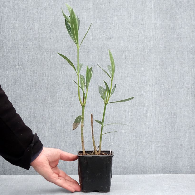 Exemplaar van Nerium oleander Caro - Rozenlaurier Pot van 10 cm/11 cm zoals geleverd in de lente