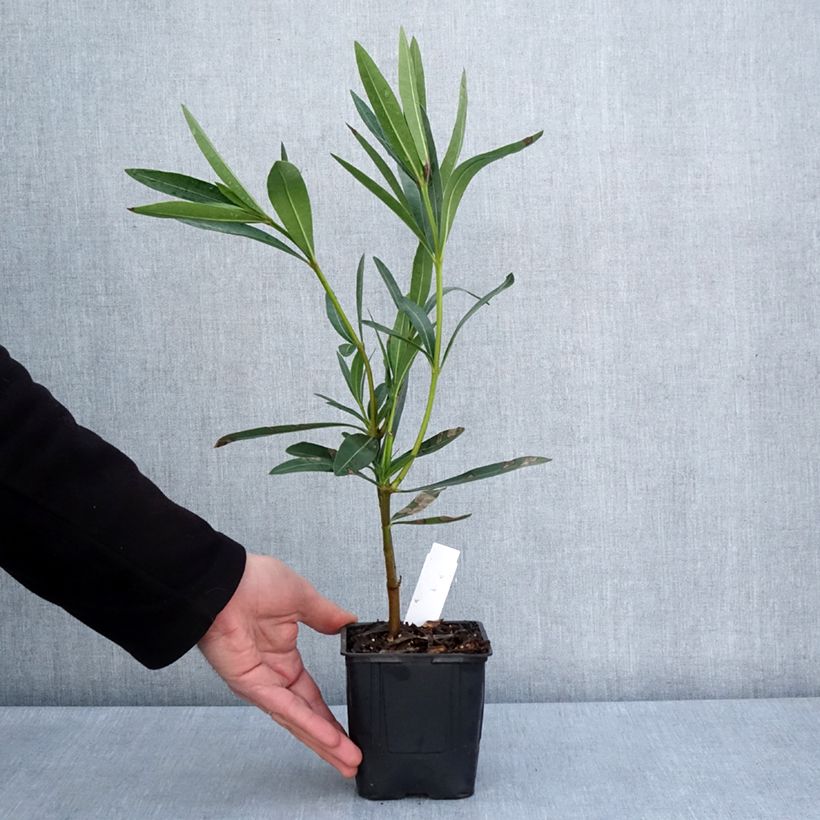 Exemplaar van Nerium oleander Commandant Barthélemy - Rozenlaurier Pot van 10 cm/11 cm zoals geleverd in de lente