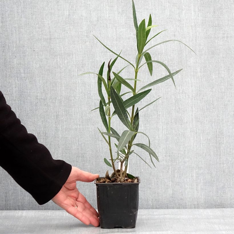 Example of Nerium oleander Docteur Ragioneri - Rozenlaurier Pot van 10 cm/11 cm as you get in hiver