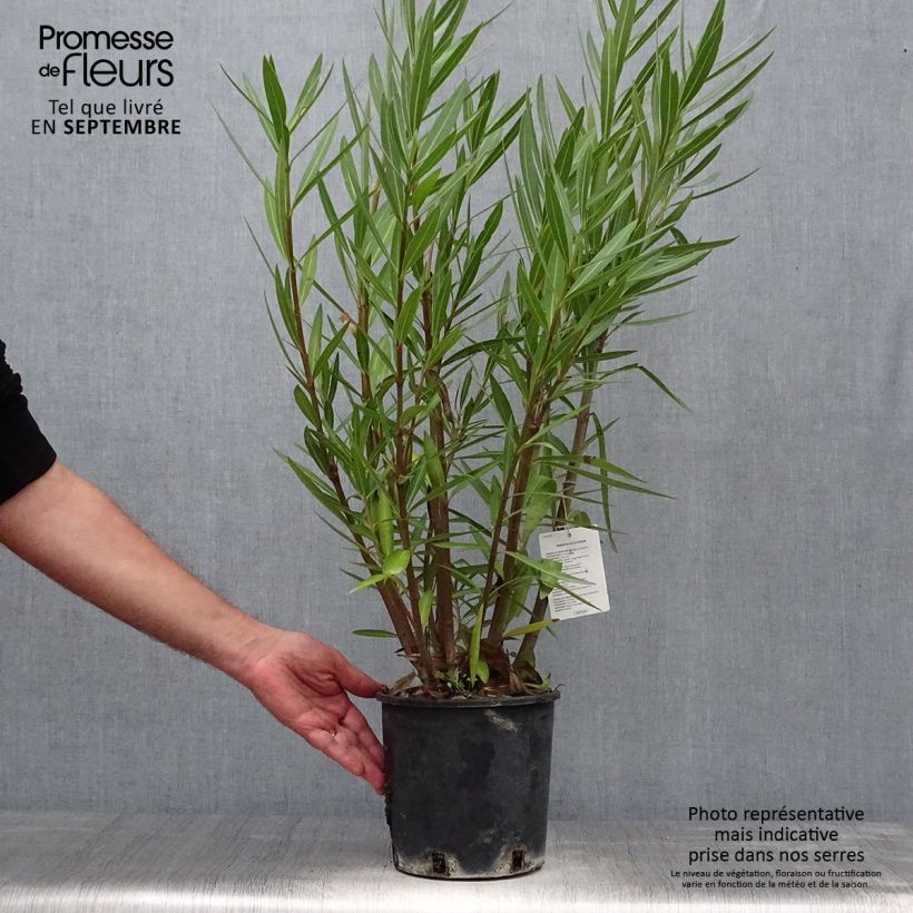 Exemplaar van Nerium oleander Emilie - Rozenlaurier Pot van 3 l/4 l, Struik zoals geleverd in de herfst