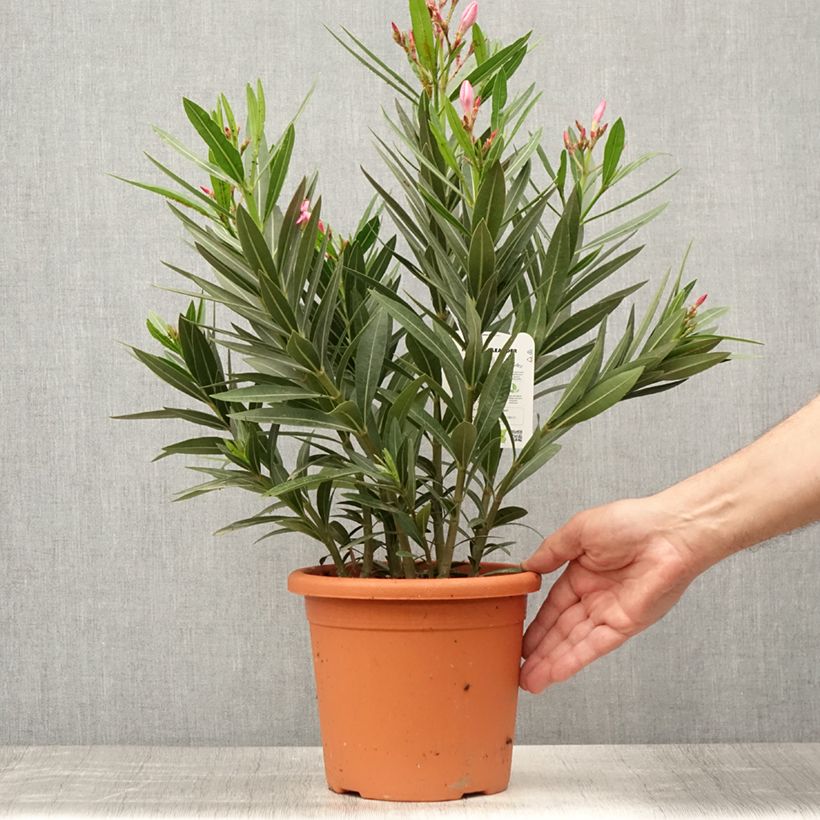 Exemplaar van Nerium oleander Emilie - Rozenlaurier Pot van 3 l/4 l, Struik zoals geleverd in de zomer