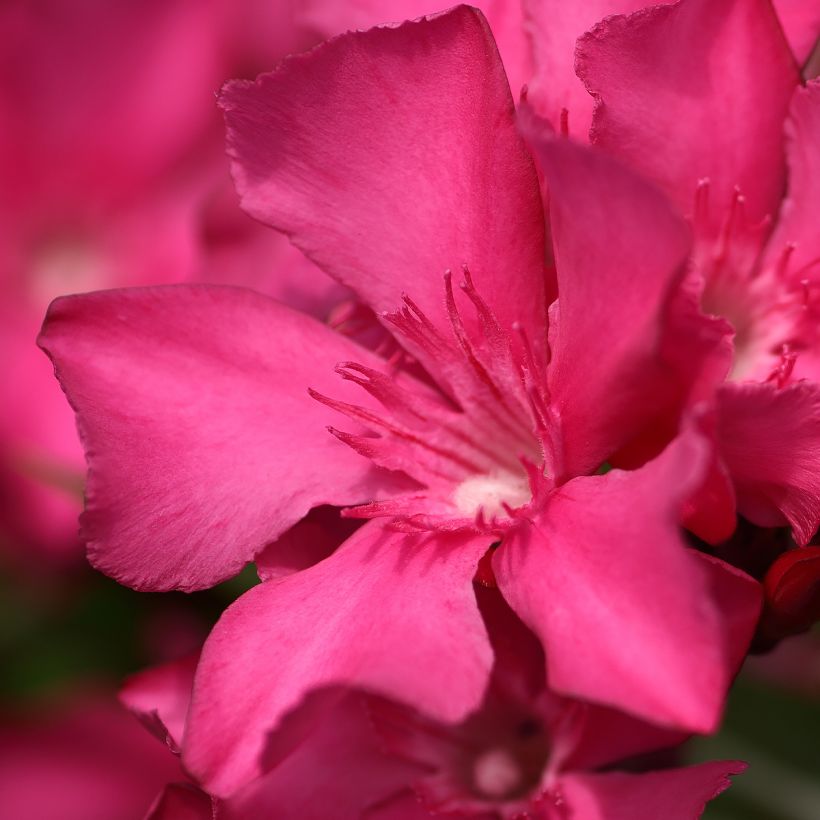 Nerium oleander Italia - Oleander (Bloei)