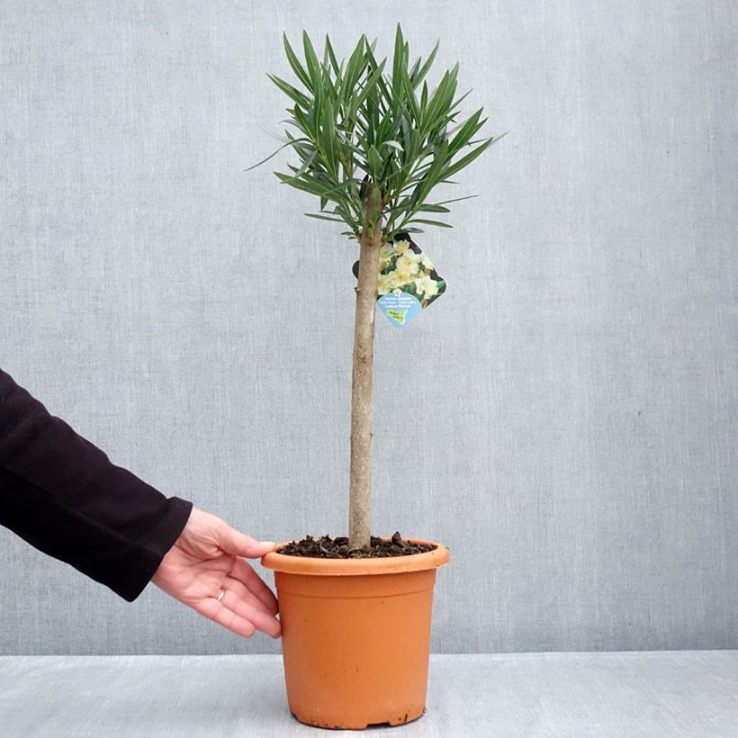 Example of Laurier rose Luteum Plenum - Nerium oleander Pot van 2 l/3 l as you get in automne