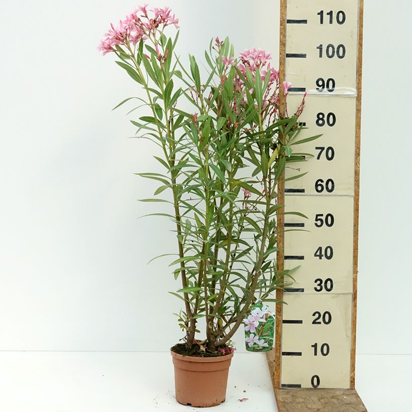 Exemplaar van Nerium oleander Magaly - Oleander Pot van 3 l/4 l zoals geleverd in de zomer