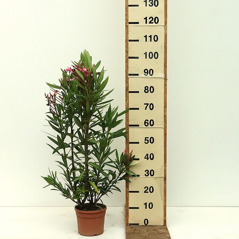 Exemplaar van Nerium oleander Magaly - Oleander Pot van 3 l/4 l zoals geleverd in de lente