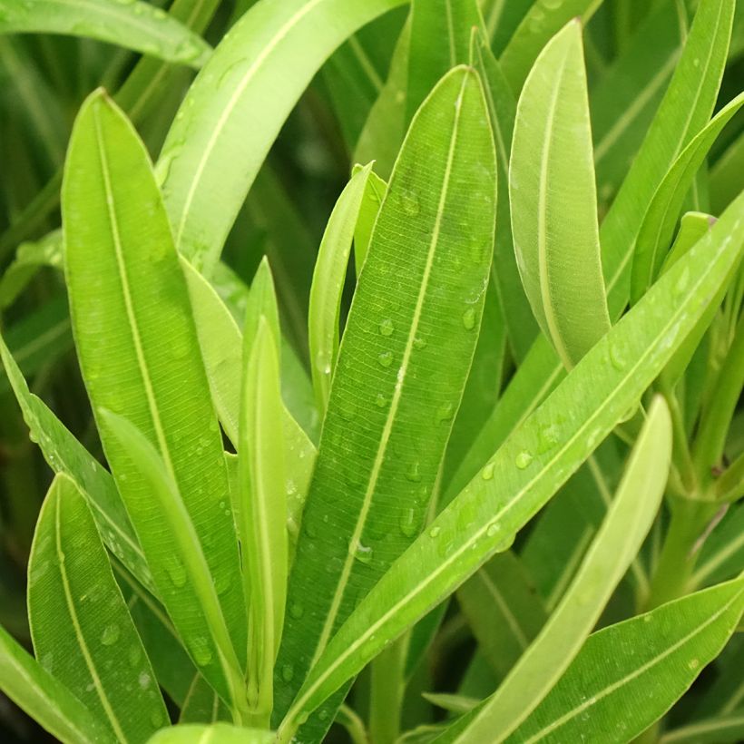 Nerium oleander Margarita - Oleander (Blad)