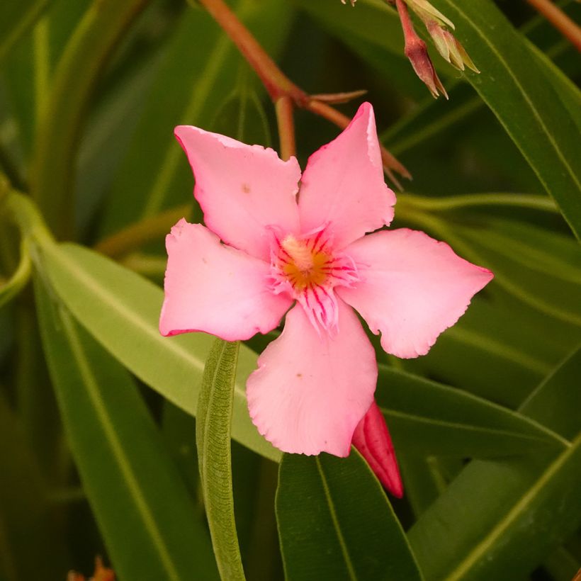 Nerium oleander Margarita - Oleander (Bloei)