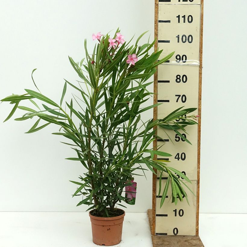Exemplaar van Nerium oleander Margarita - Oleander Pot van 3 l/4 l zoals geleverd in de lente