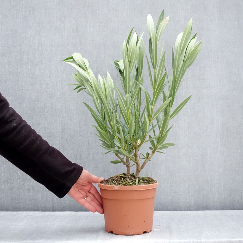 Example of Laurier rose Marie Gambetta - Nerium oleander  Pot van 3 l/4 l as you get in hiver