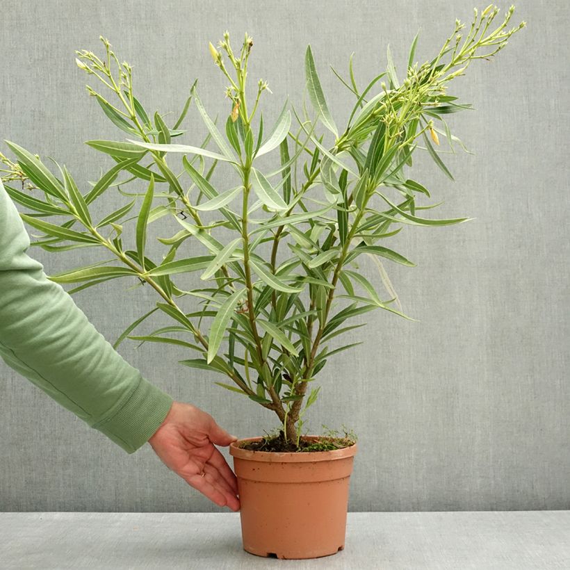 Exemplaar van Nerium oleander Marie Gambetta - Rozenlaurier Pot van 3 l/4 l zoals geleverd in de lente