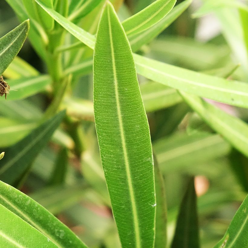 Nerium oleander Maurin des Maures - Oleander (Blad)