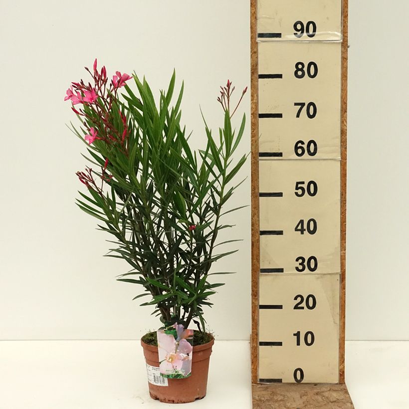 Exemplaar van Nerium oleander Maurin des Maures - Oleander Pot van 3 l/4 l zoals geleverd in de lente