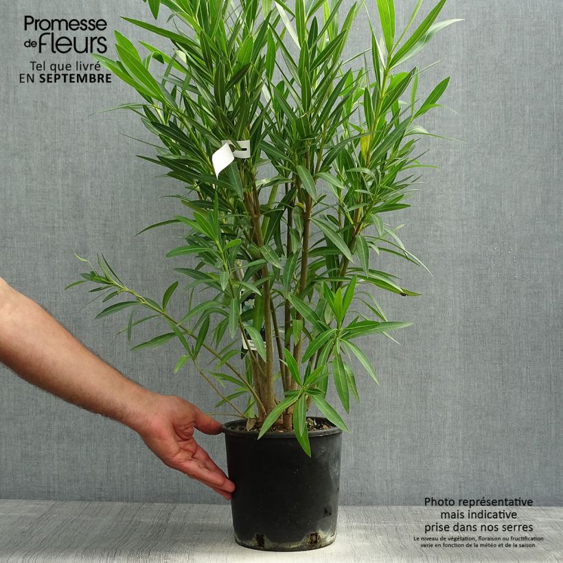 Exemplaar van Nerium oleander Wit - Oleander Pot van 2 l/3 l, Struik zoals geleverd in de herfst