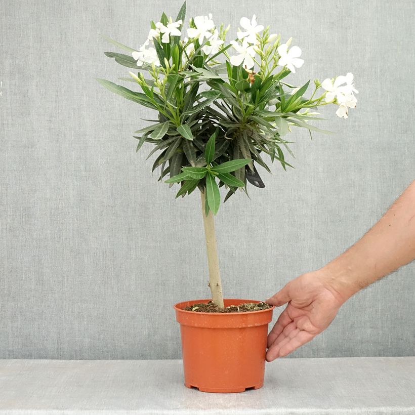 Exemplaar van Nerium oleander Wit - Oleander Pot van 2 l/3 l, Laagstam zoals geleverd in de lente