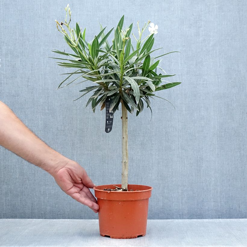 Exemplaar van Nerium oleander Wit - Oleander Pot van 2 l/3 l, Laagstam zoals geleverd in de zomer