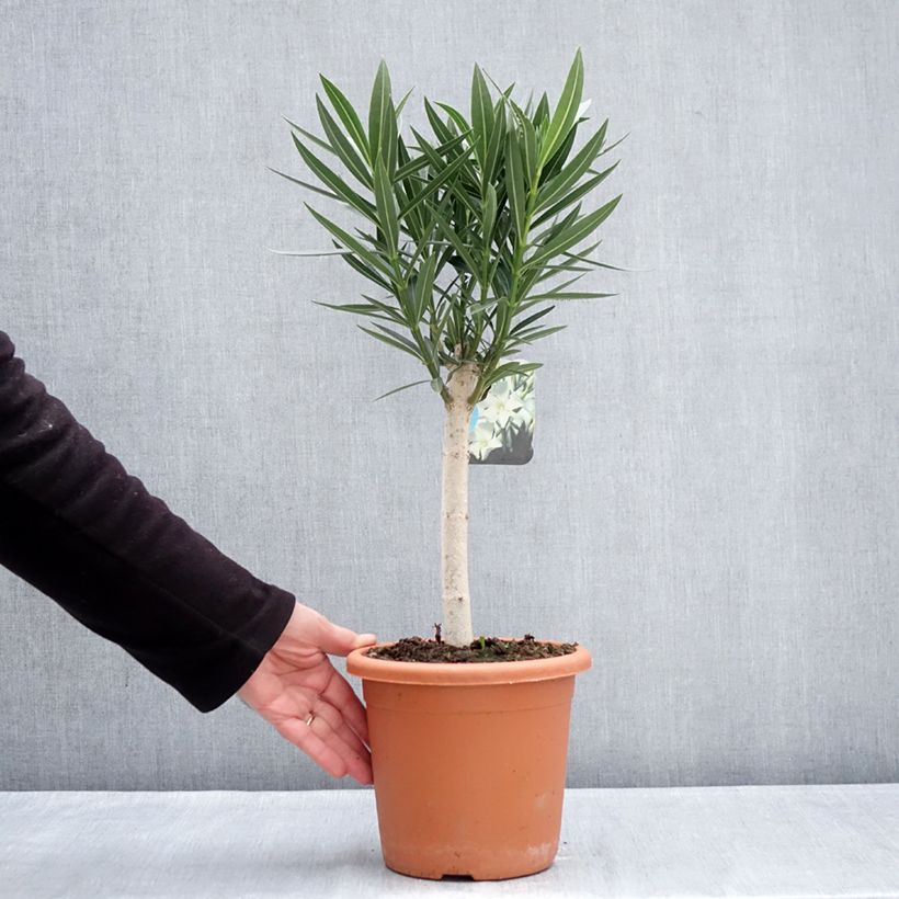 Example of Laurier rose - Nerium oleander Blanc Pot van 2 l/3 l as you get in hiver