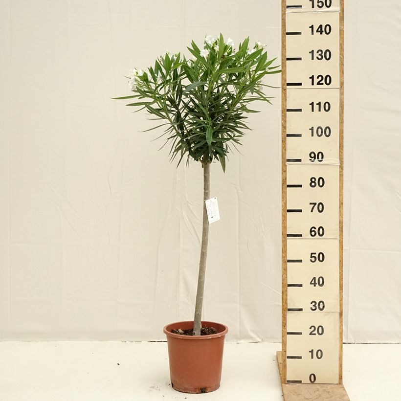 Example of Laurier rose - Nerium oleander Blanc Pot van 7,5 l/10 l as you get in printemps