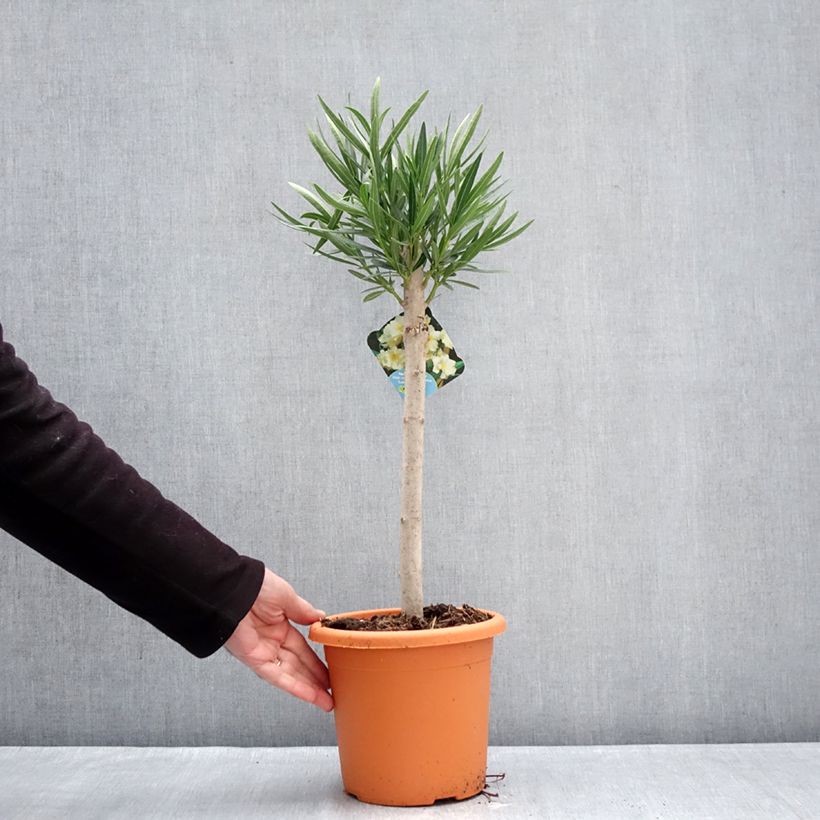 Example of Laurier rose - Nerium oleander Jaune Pot van 2 l/3 l as you get in hiver