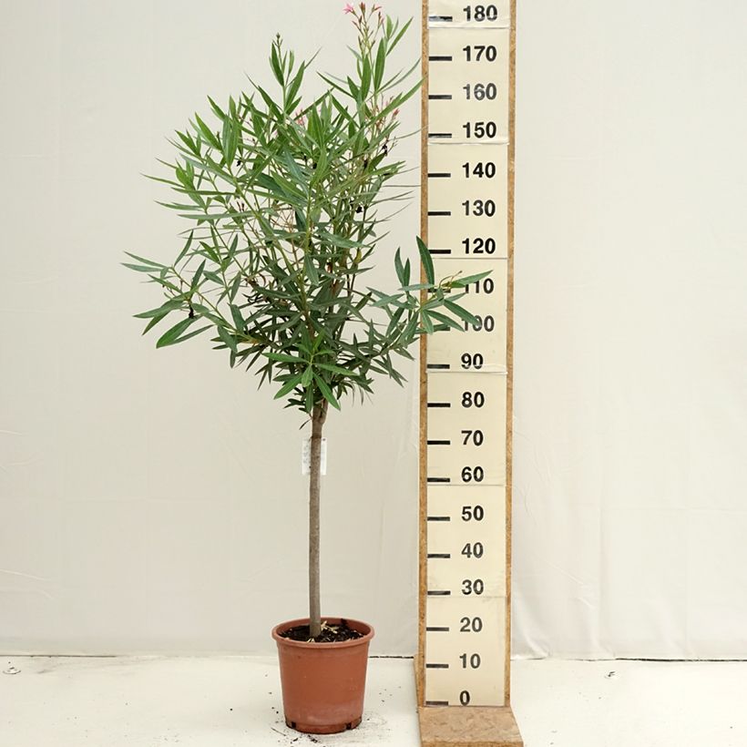 Exemplaar van Nerium oleander Roze - Oleander Pot van 7,5 l/10 l, Kwartstam zoals geleverd in de zomer