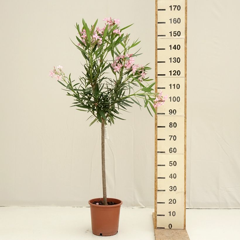 Example of Laurier rose - Nerium oleander Rose Pot van 7,5 l/10 l as you get in printemps