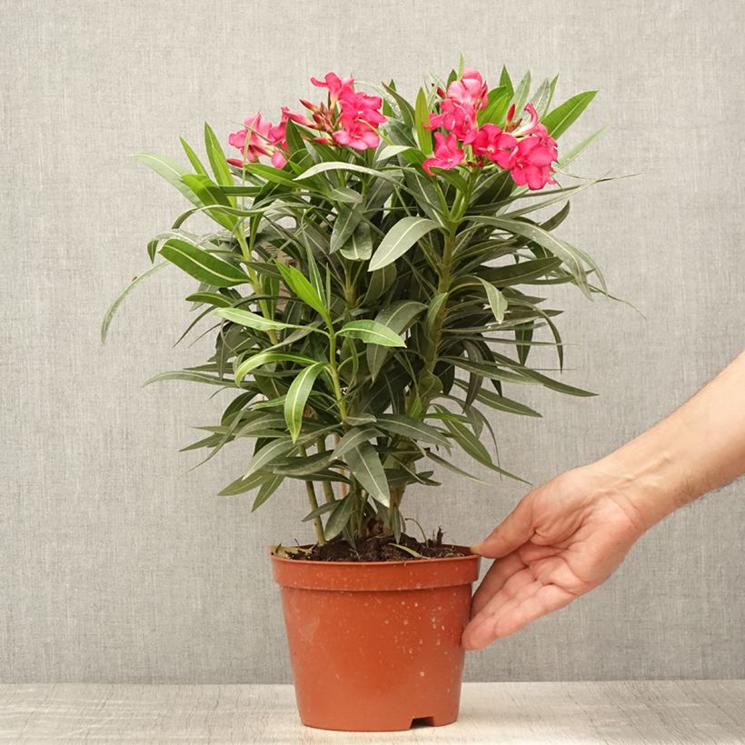 Exemplaar van Nerium oleander Rood Dubbel - Oleander Pot van 2 l/3 l, Struik zoals geleverd in de zomer
