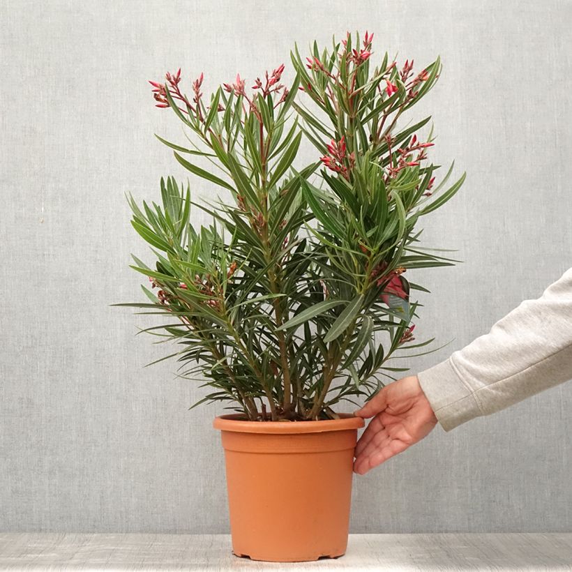 Exemplaar van Nerium oleander Papa Gambetta - Rozenlaurier Pot van 7,5 l/10 l zoals geleverd in de zomer
