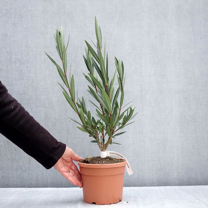 Example of Laurier rose Provence - Nerium oleander Pot van 3 l/4 l as you get in hiver