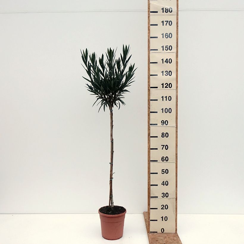 Exemplaar van Nerium oleander Provence - Oleander Pot van 6 l/7 l, Half-hoge stam zoals geleverd in de herfst