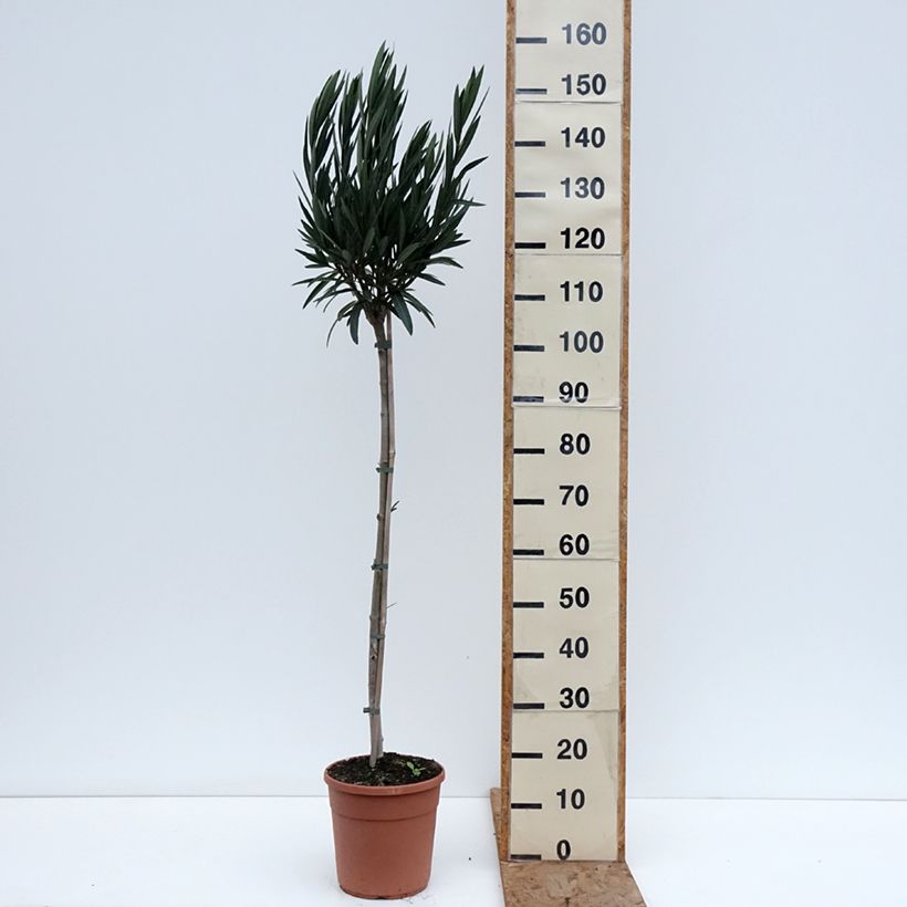 Example of Laurier rose Provence - Nerium oleander Pot van 6 l/7 l as you get in hiver