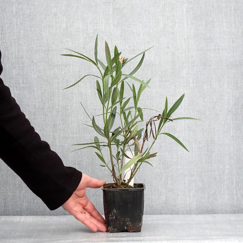 Example of Laurier rose Scarlet Beauty -Nerium oleander Pot van 10 cm/11 cm as you get in hiver