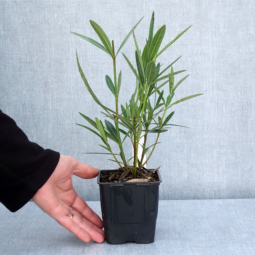 Exemplaar van Nerium oleander Scarlet Beauty - Rozenlaurier Pot van 10 cm/11 cm zoals geleverd in de lente