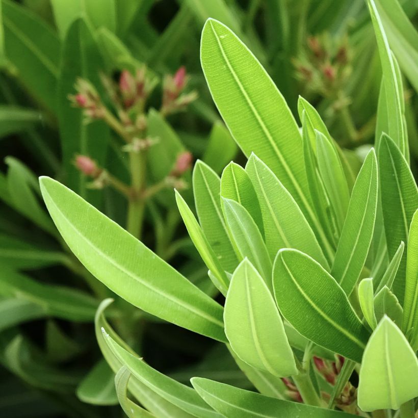 Nerium oleander Sealy Pink - Oleander (Blad)