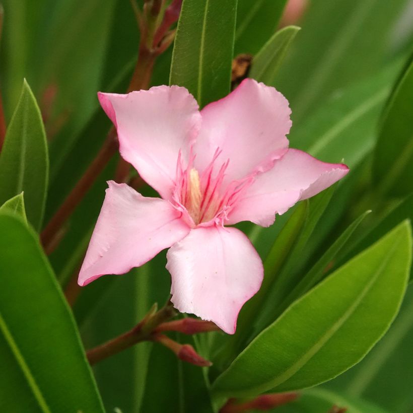 Nerium oleander Sealy Pink - Oleander (Bloei)
