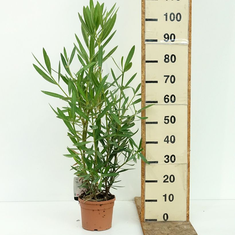 Exemplaar van Nerium oleander Sealy Pink - Oleander Pot van 3 l/4 l zoals geleverd in de zomer
