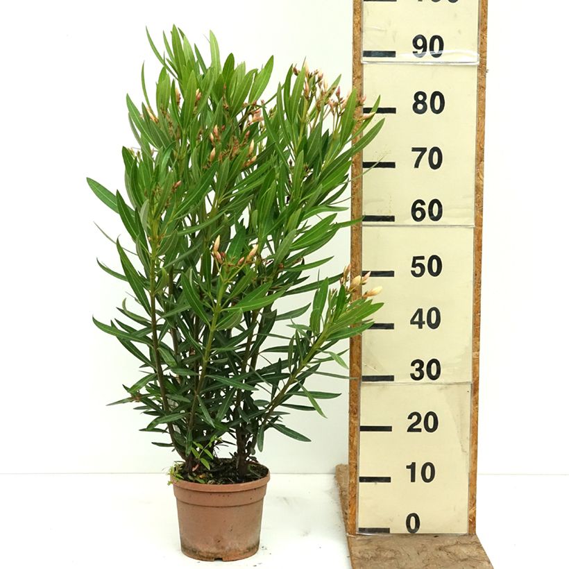 Exemplaar van Nerium oleander Sealy Pink - Oleander Pot van 3 l/4 l zoals geleverd in de lente