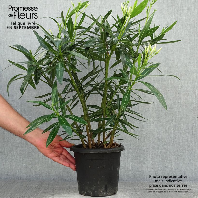Exemplaar van Nerium oleander Soeur Agnes - Rozenlaurier Pot van 3 l/4 l, Struik zoals geleverd in de herfst