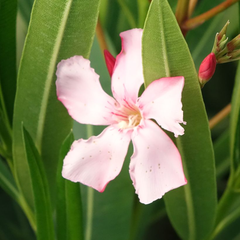 Nerium oleander Soeur Agnes - Rozenlaurier (Bloei)