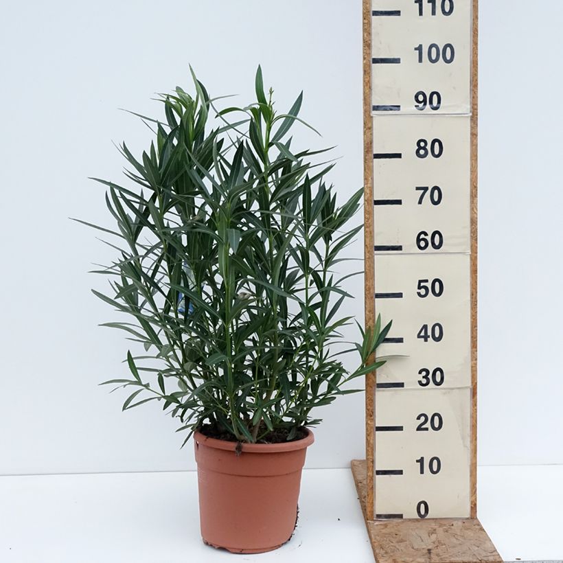 Example of Laurier rose Soeur Agnes - Nerium oleander Pot van 7,5 l/10 l as you get in hiver