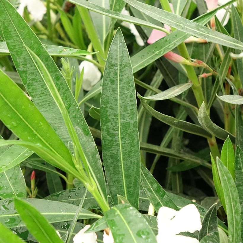 Nerium oleander Tricolor - Oleander (Blad)
