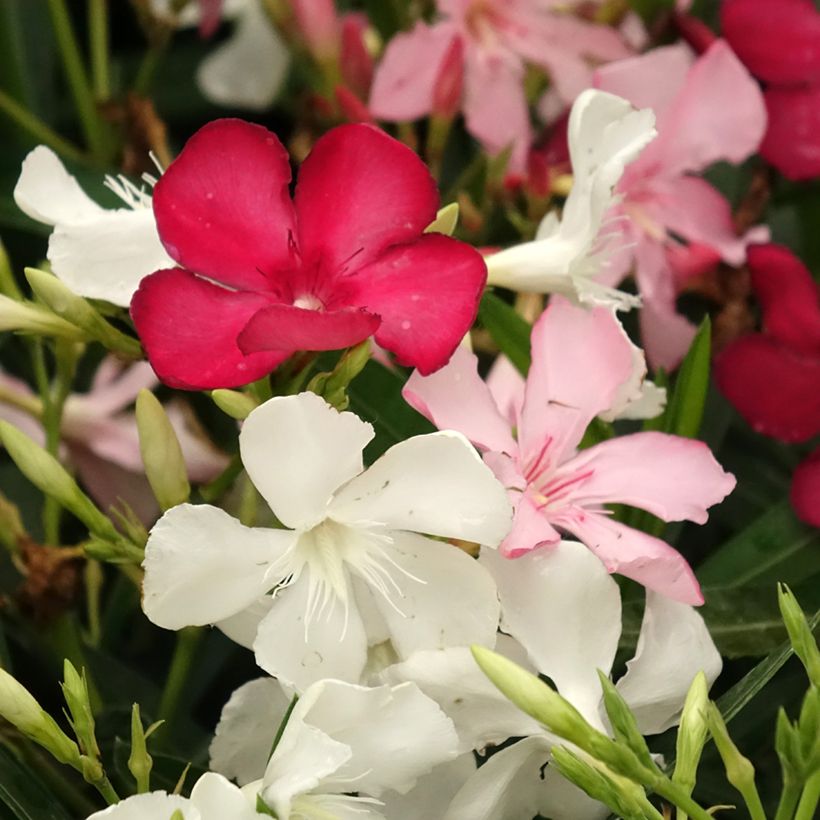 Nerium oleander Tricolor - Oleander (Bloei)