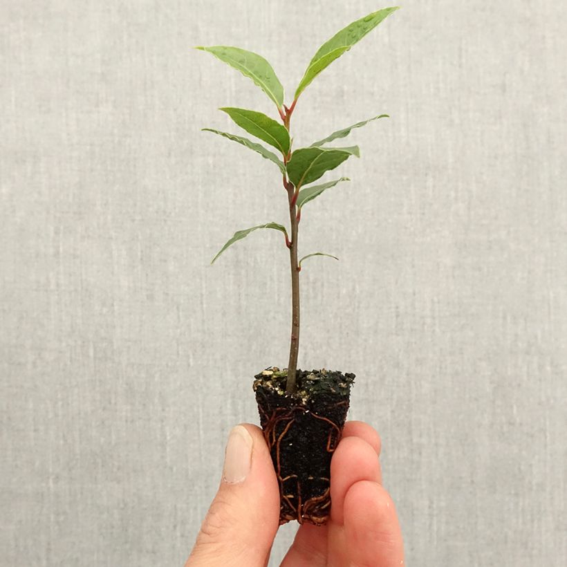 Exemplaar van Laurier sauce De Jerusalem - Laurus nobilis Mini-mot Ø 3/4 cm zoals geleverd in de lente