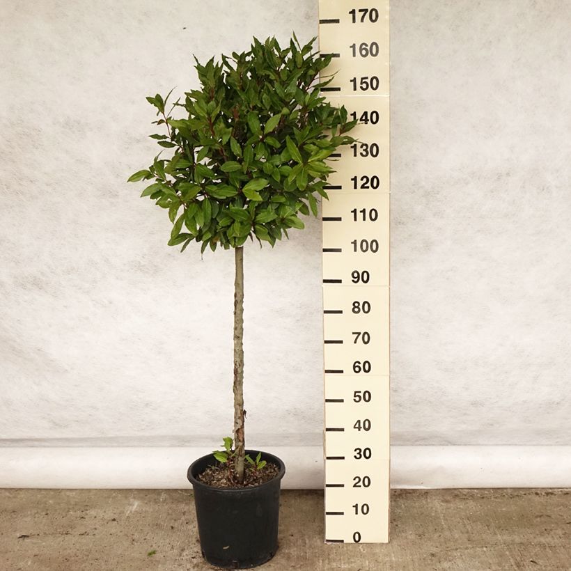 Exemplaar van Echte laurier - Laurus nobilis Pot van 12 l/15 l zoals geleverd in de lente