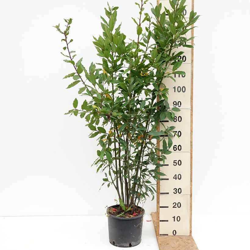 Exemplaar van Echte laurier - Laurus nobilis Pot van 7,5 l/10 l zoals geleverd in de herfst