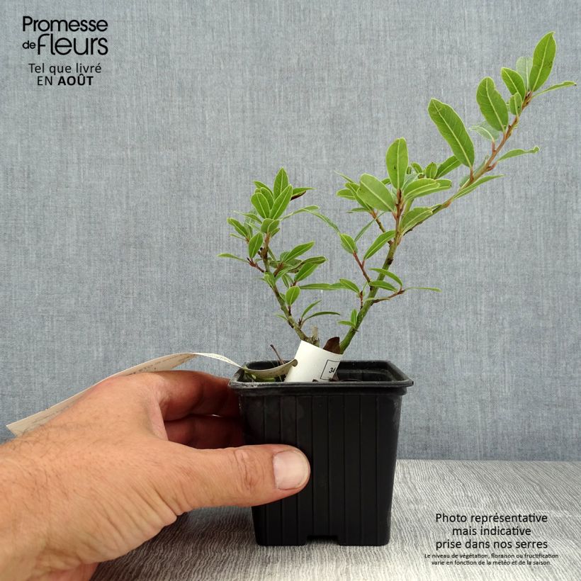 Exemplaar van Laurus nobilis Little Laura - Laurier Kweekpotje van 8/9 cm zoals geleverd in de zomer