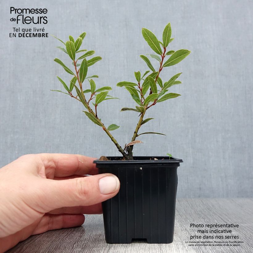 Example of Laurus nobilis Little Laura - Laurier Kweekpotje van 8/9 cm as you get in hiver