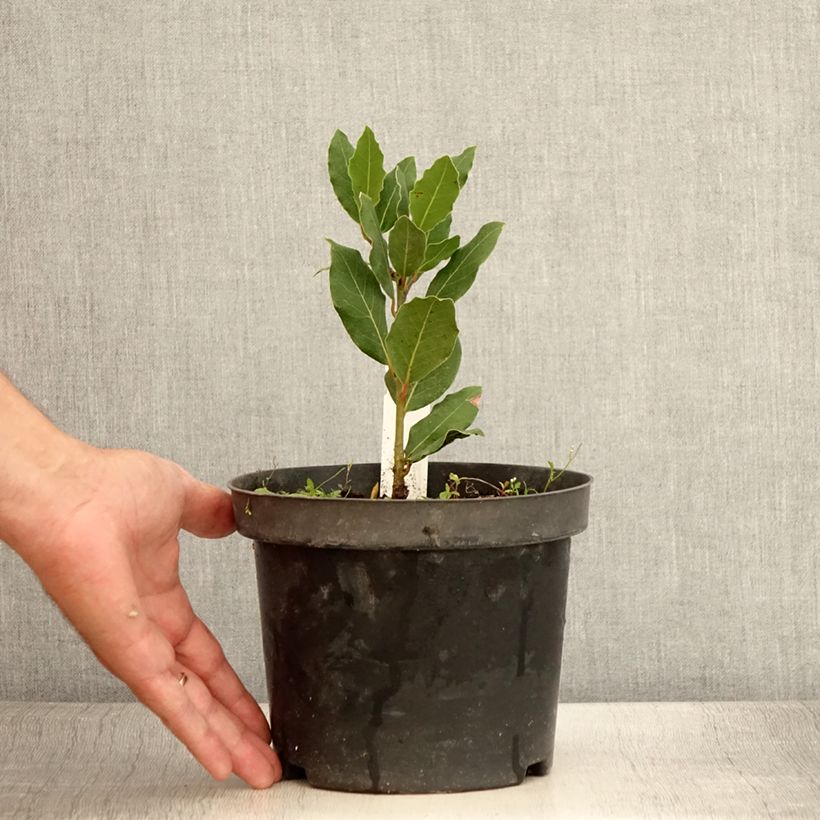 Example of Laurus nobilis Little Laura - Laurier Pot van 3 l/4 l as you get in ete