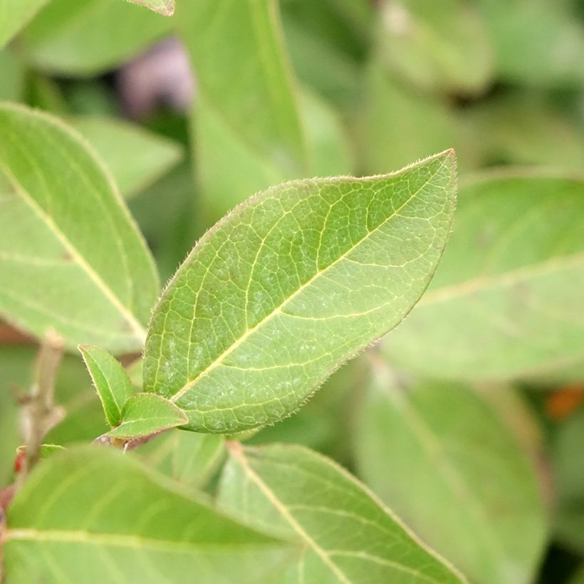 Viburnum tinus Giganteum - Lauriersneeuwbal (Blad)